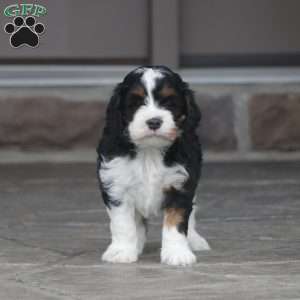 Zoey, Cavapoo Puppy